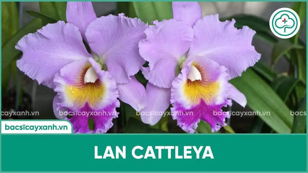 Lan Cattleya